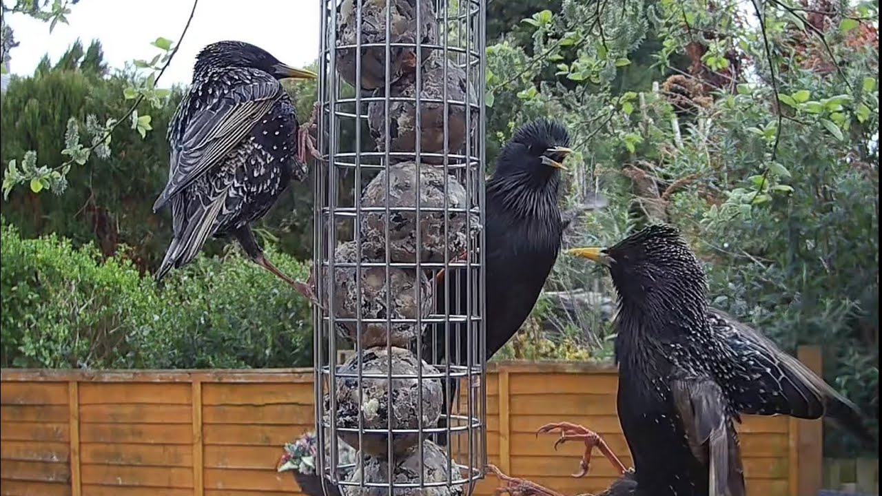 Hungry starlings feeding on the fat balls #birds #birdvideography