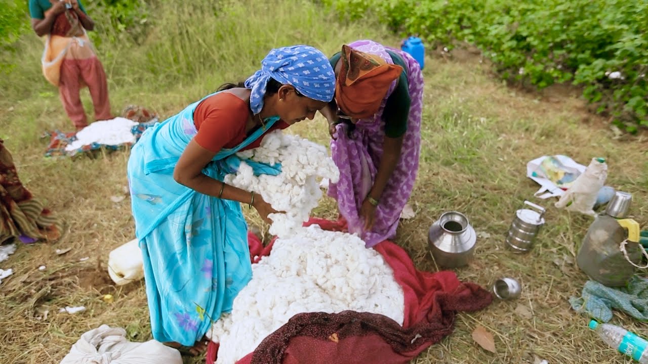 India: Farmers Increase Cotton Fields