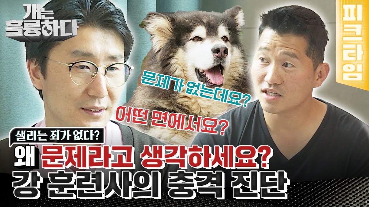 [#피크타임] 충격 진단! 샐리는 문제가 없다? | #개는훌륭하다 | KBS 220606 방송