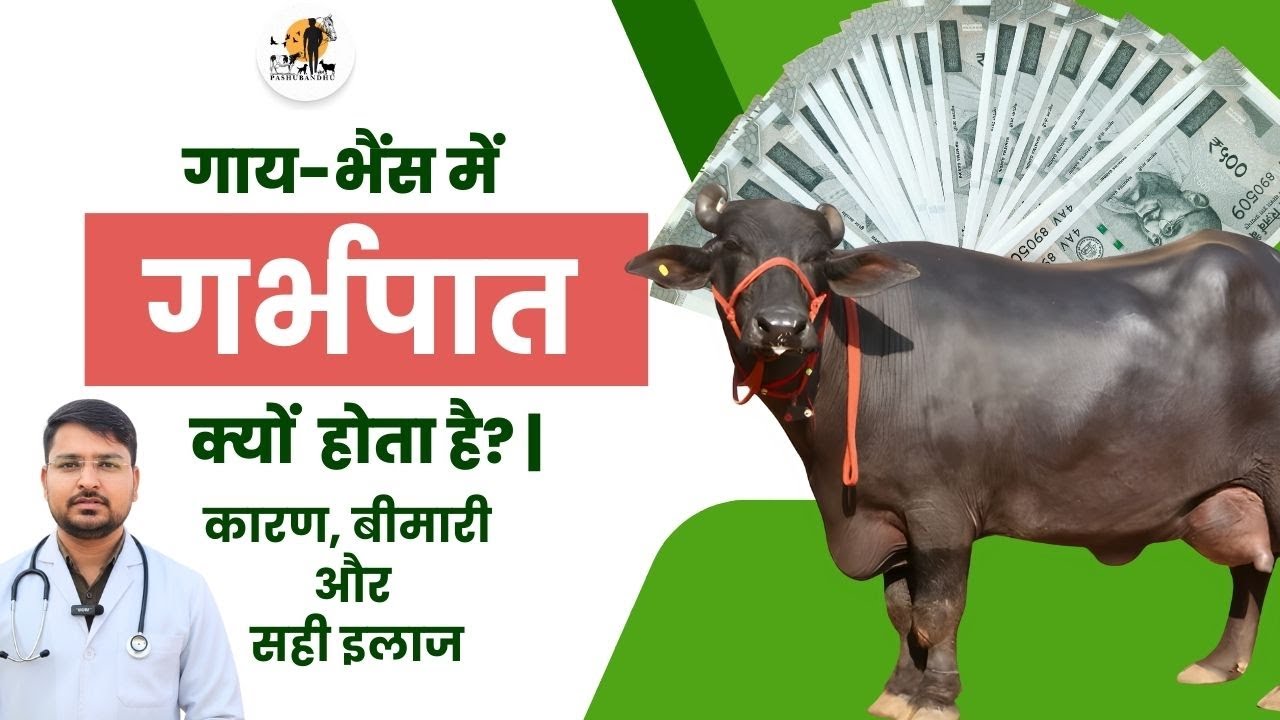 “गाय-भैंस में गर्भपात क्यों होता है? | 1 से 7 महीने तक के कारण, बीमारी और सही इलाज | Pashubandhu