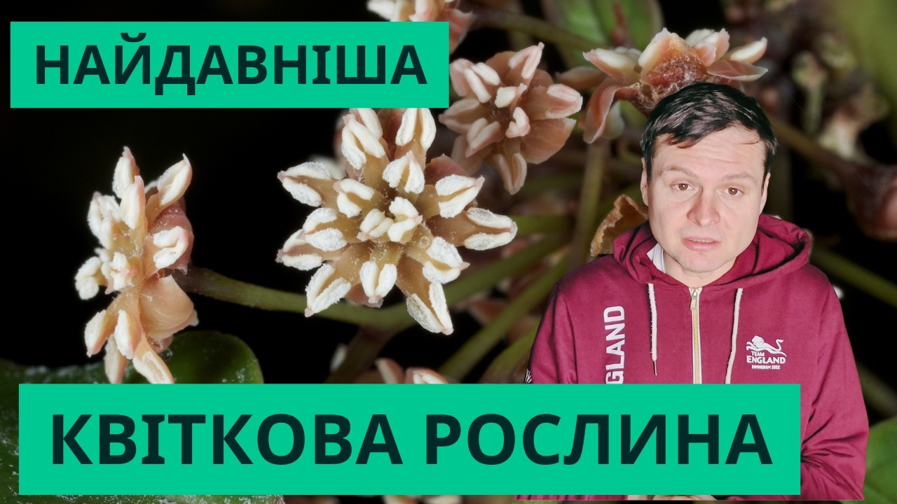 Амборела - найдавніша лінія покритонасінних. Унікальний геном та ознаки будови