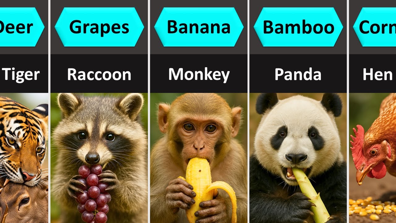 Animals and Their Favorite Food