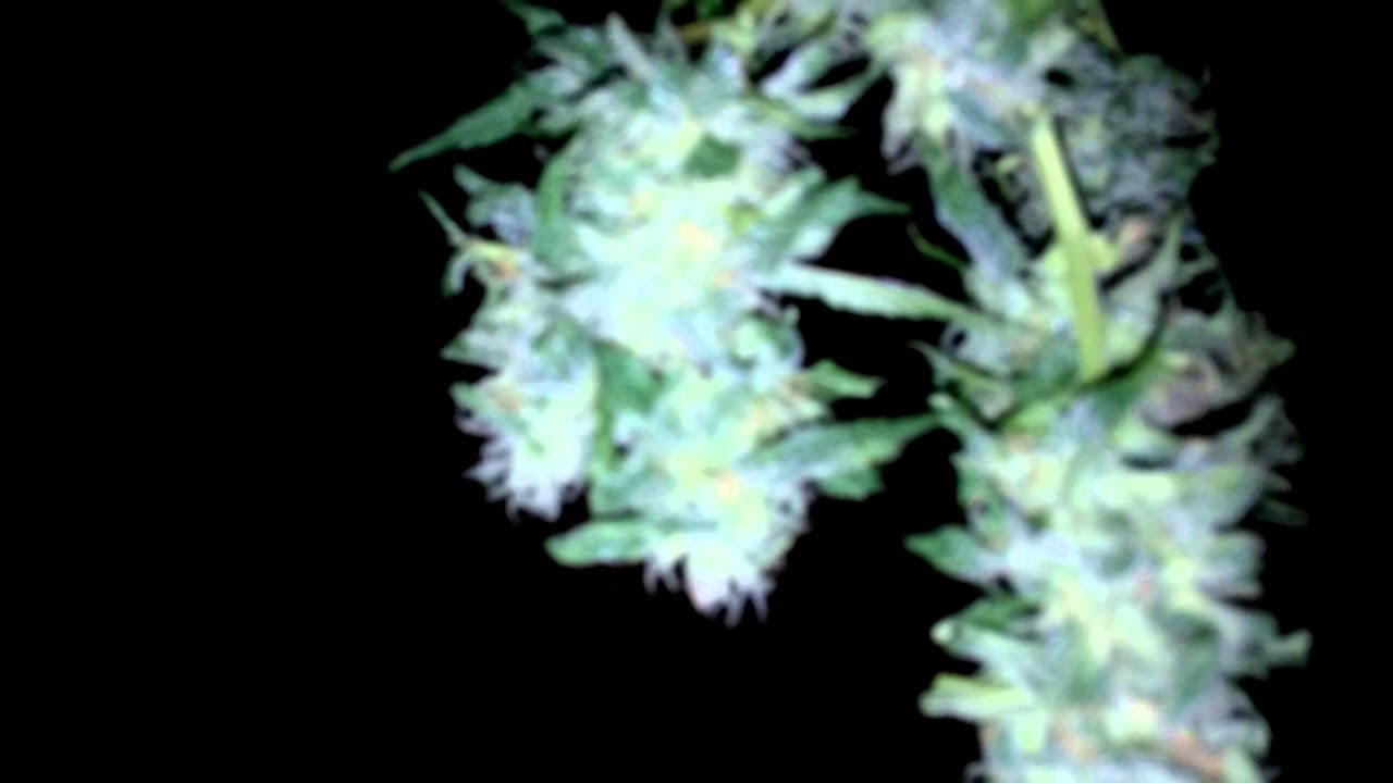 600 watt hps