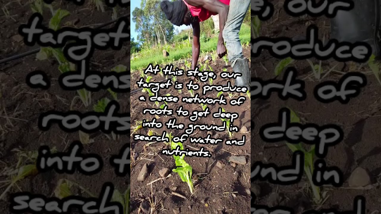 Spinach farming. Initial care after transplanting 