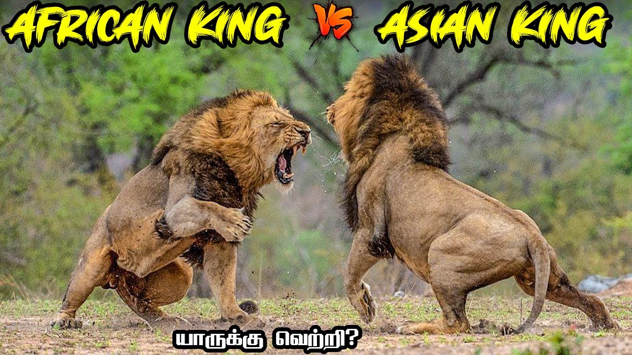 African Lion vs Asiatic Lion in Tamil | ஆப்ரிக்க சிங்கம் vs ஆசிய சிங்கம் | Savage Empire