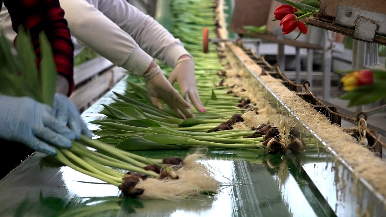 Tulpen broeien 2.0 bij Boon & Breg
