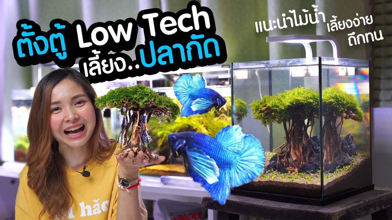 ตั้งตู้ Low Tech เลี้ยงปลากัด งบน้อยก็สวยได้ แนะนำไม้น้ำเลี้ยงง่าย ถึกทน
