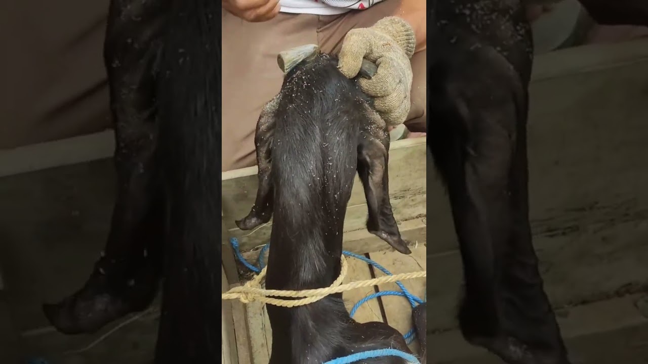 proses pemotongan tanduk dan perapian tanduk kambing