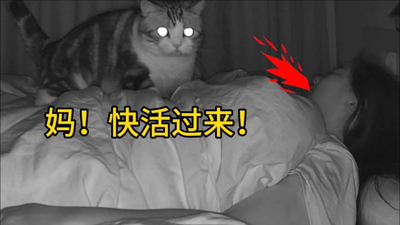 公猫都是漏风皮夹克吧？一晚上给我做心肺复苏？
