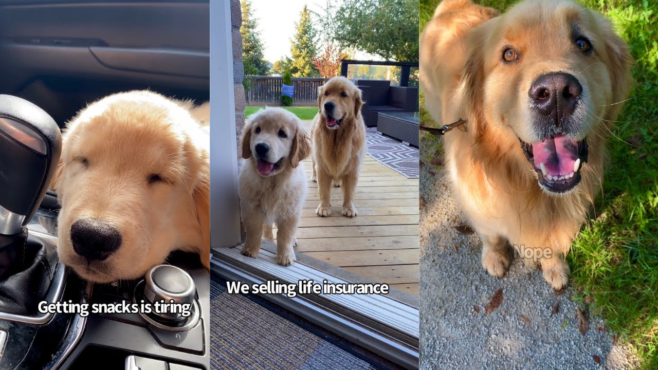 My Two Goldens Funny Week In Review