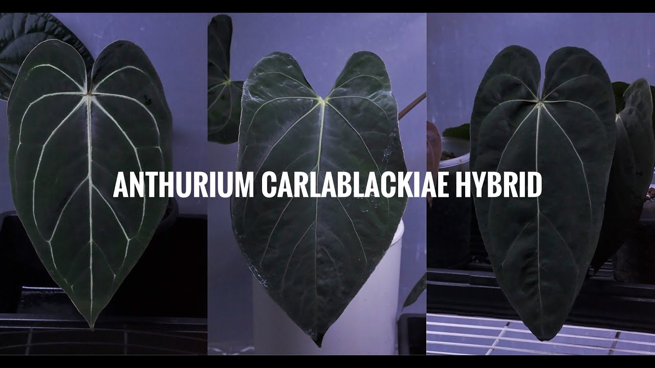 Anthurium Collection : My Anthurium Carlablackiae Hybrids