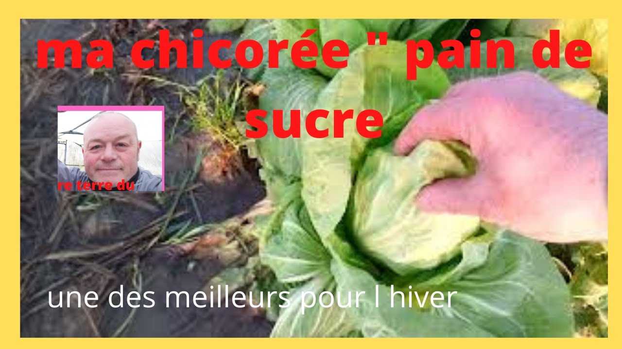 à la découverte de la chicorée pain de Sucre