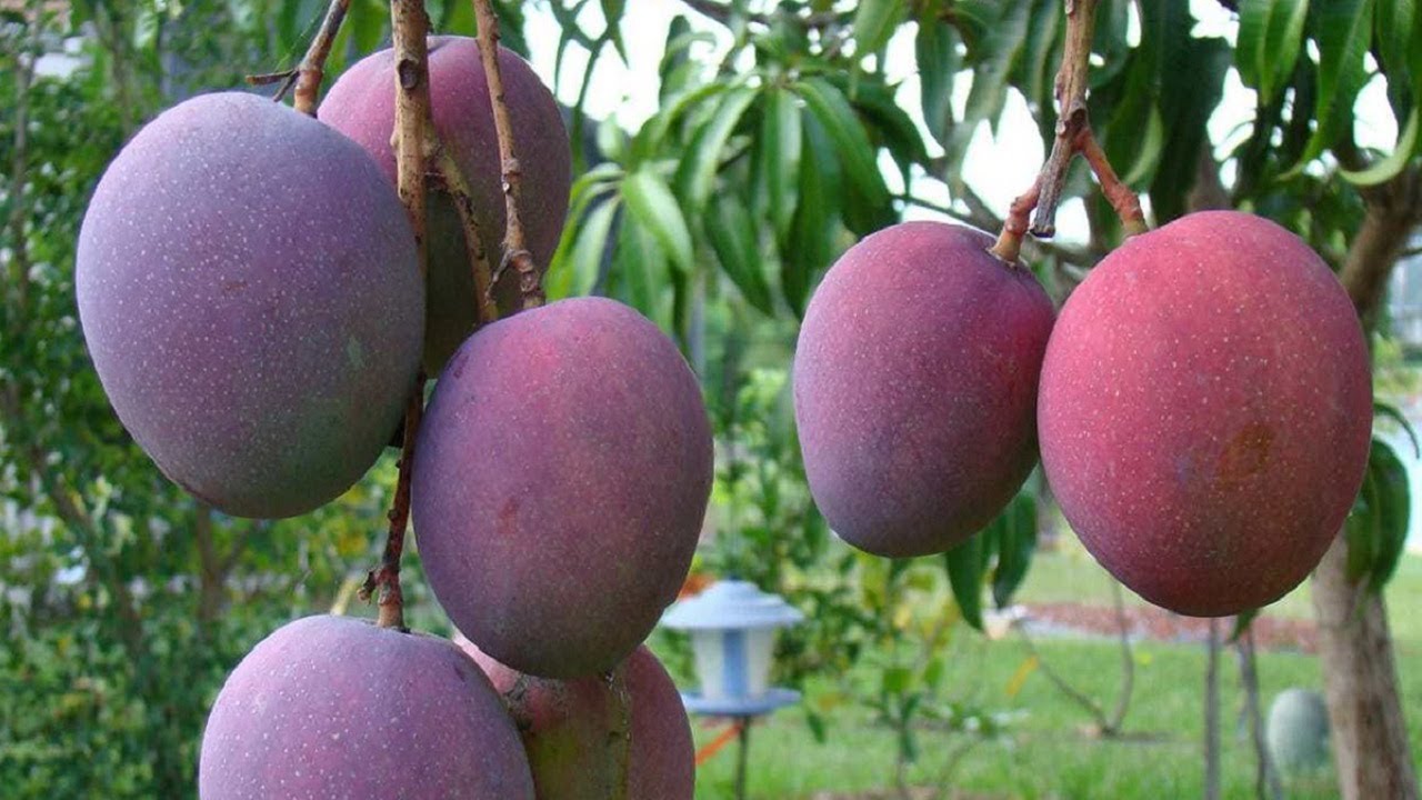 🥭🥭 Secretos del Cultivo de MANGO y sus Cuidados en la HUERTA COMUNITARIA 🥭🥭