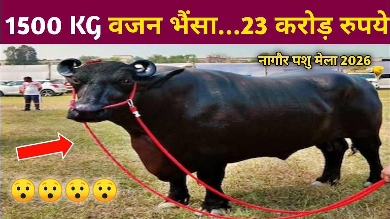 नागौर  Mela 2026: 1500 KG वजन...23 करोड़ रुपये का भैंसा #viralvideo #rajasthaniclture #camel 