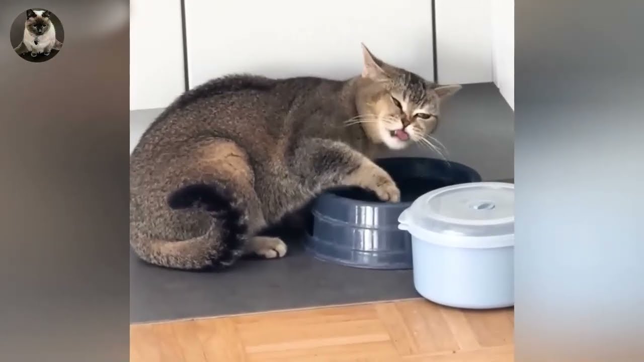 You’ll Laugh Nonstop at the Most Dramatic Laughing Kitten Ever 🤣😅 Best Funny Cats and Dogs Videos 😹🐶