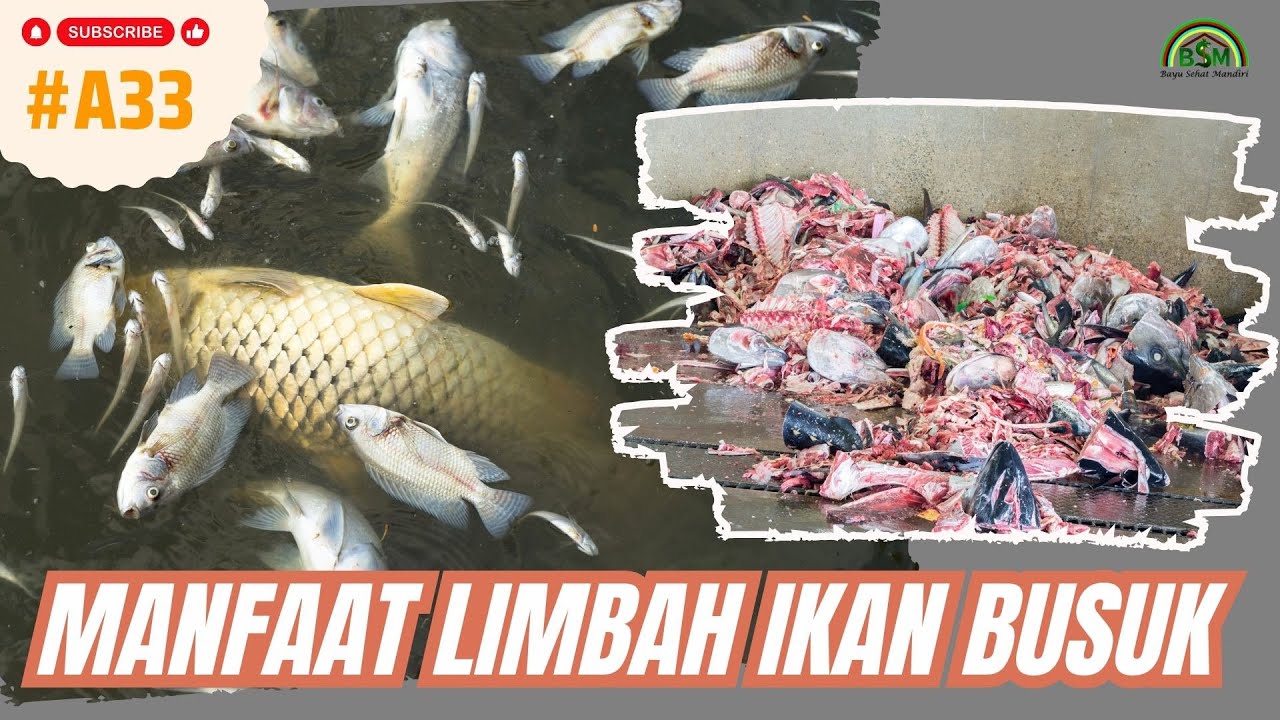 Mengolah Limbah Ikan Busuk Menjadi Uang