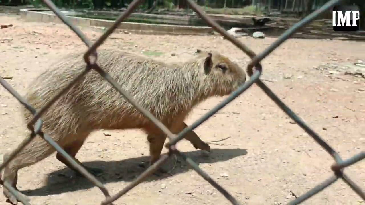 En estas condiciones se encuentra actualmente el Parque Zoológico y Botánico Bararida #5Sep