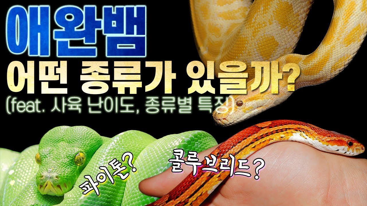 뱀 키우기 전에 애완뱀 종류에 대해 알아보자! (feat. 콜루브리드, 파이톤, 보아)