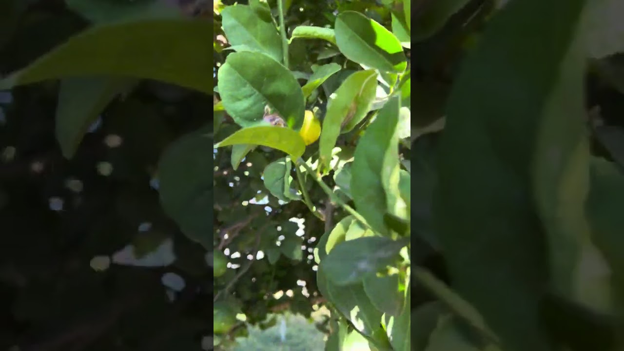 Key Lime Tree AKA Mexican Lime-What’s good to know about its fruit 
