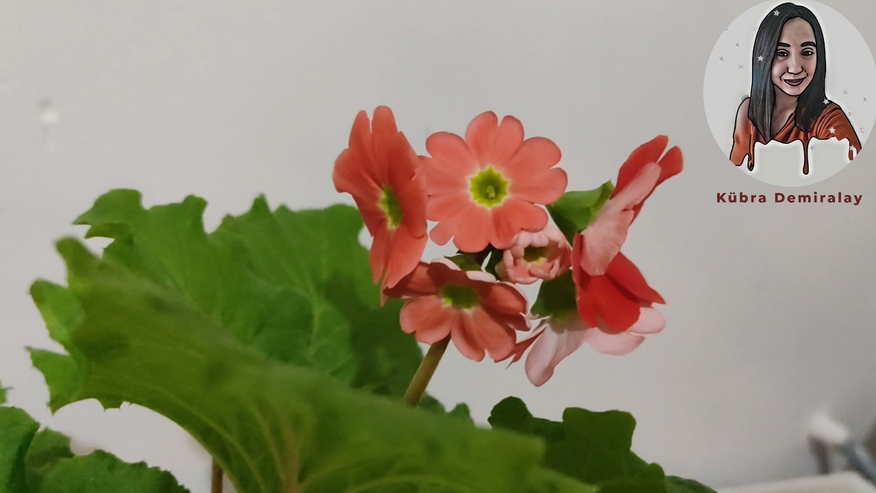 Onbir Ay Çiçeği (Primula obconica) Bakımı