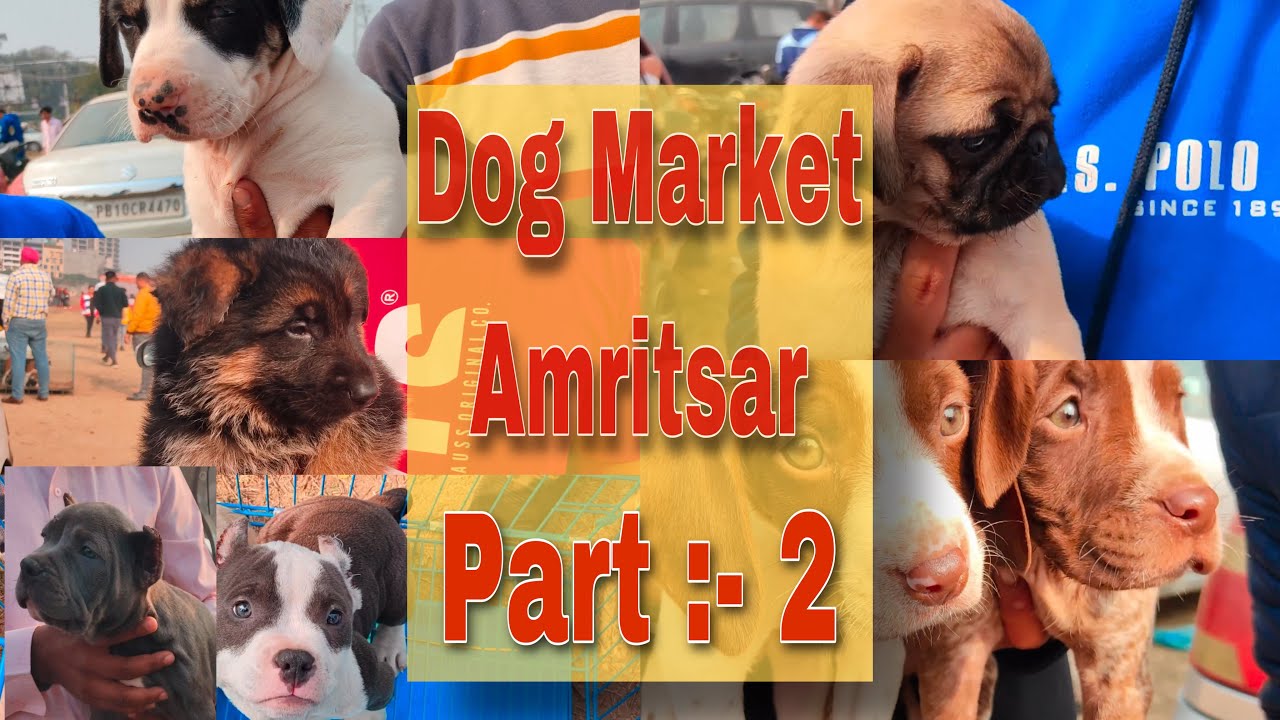 Wholesale Dog Market At Amritsar Dog Shop 14 February 2021 | Part:- 2