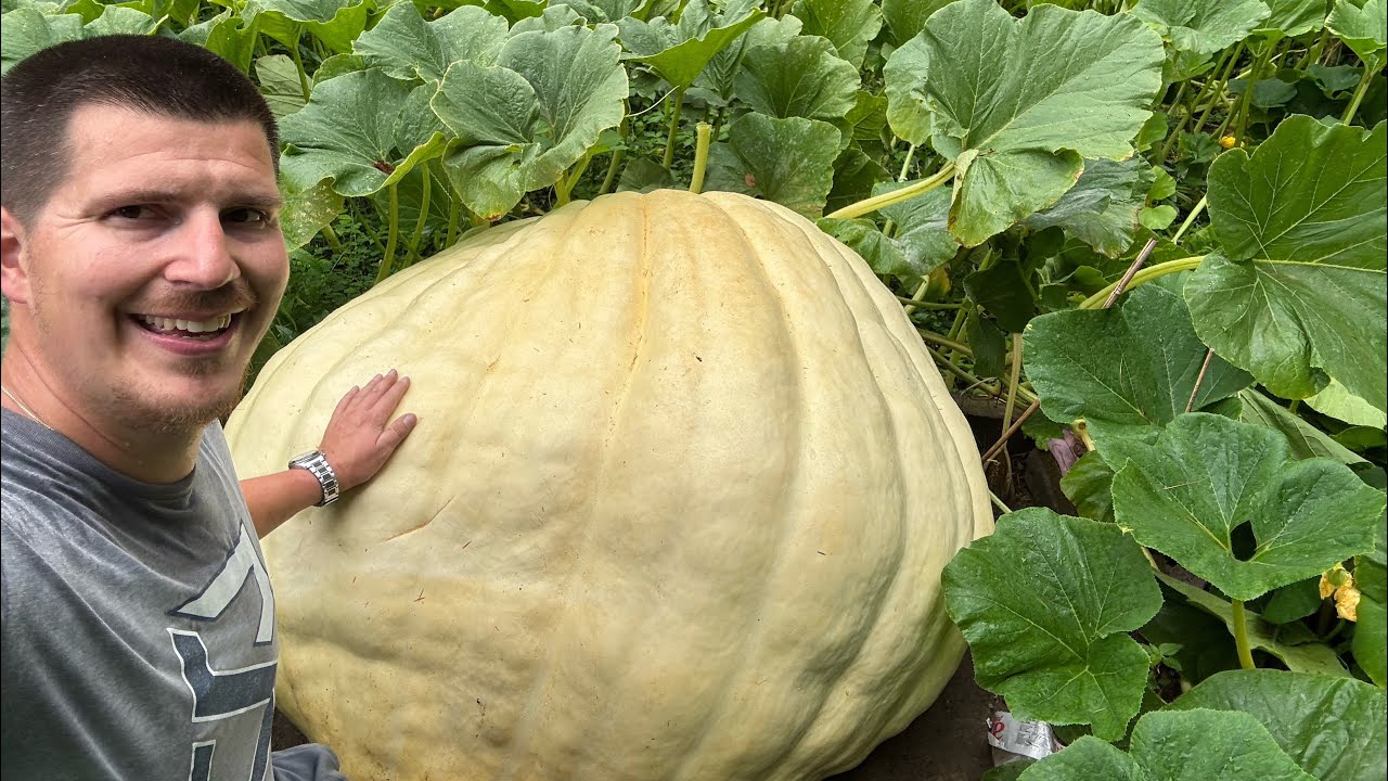 Ep 25 Giant pumpkin season 2025! We are closing in on our 1000lb goal!  #gardening #extreme #outdoor