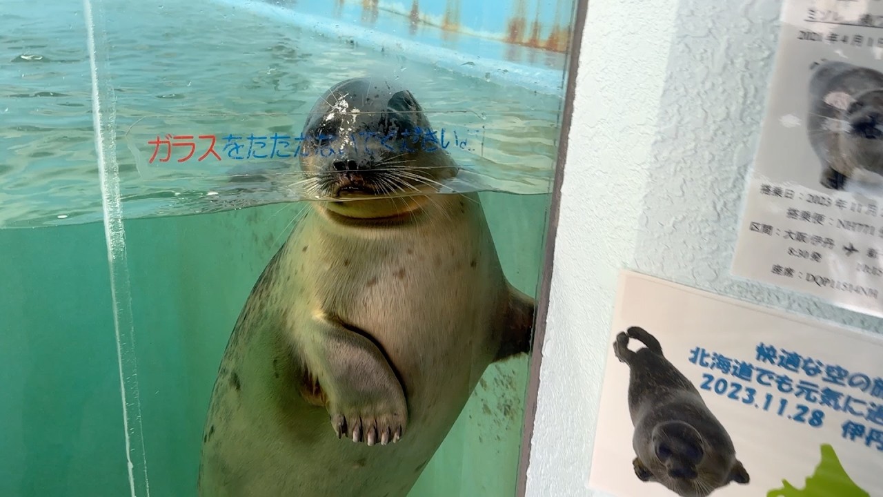 ワモンアザラシのミゾレちゃんとおたる水族館の日々
