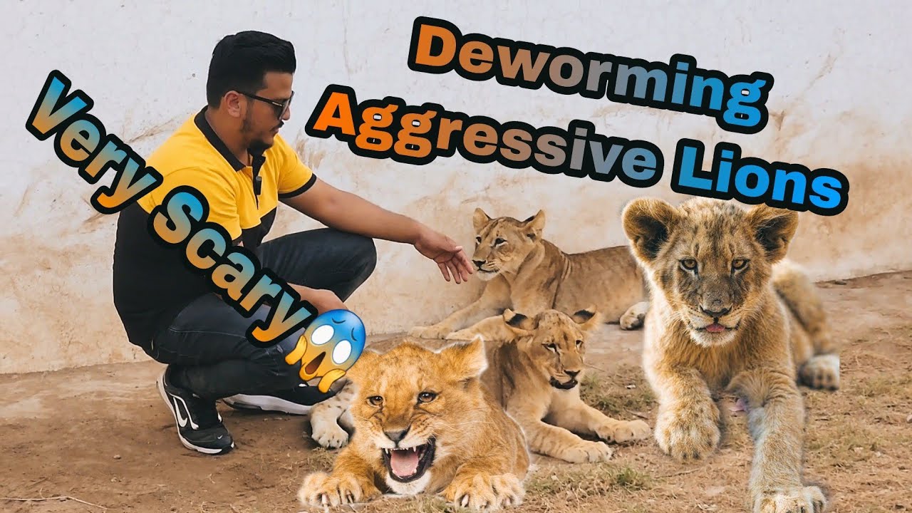 How to Deworm Lion | How to deworm Cat | Same Process for Lion and Cat | Nouman Hassan