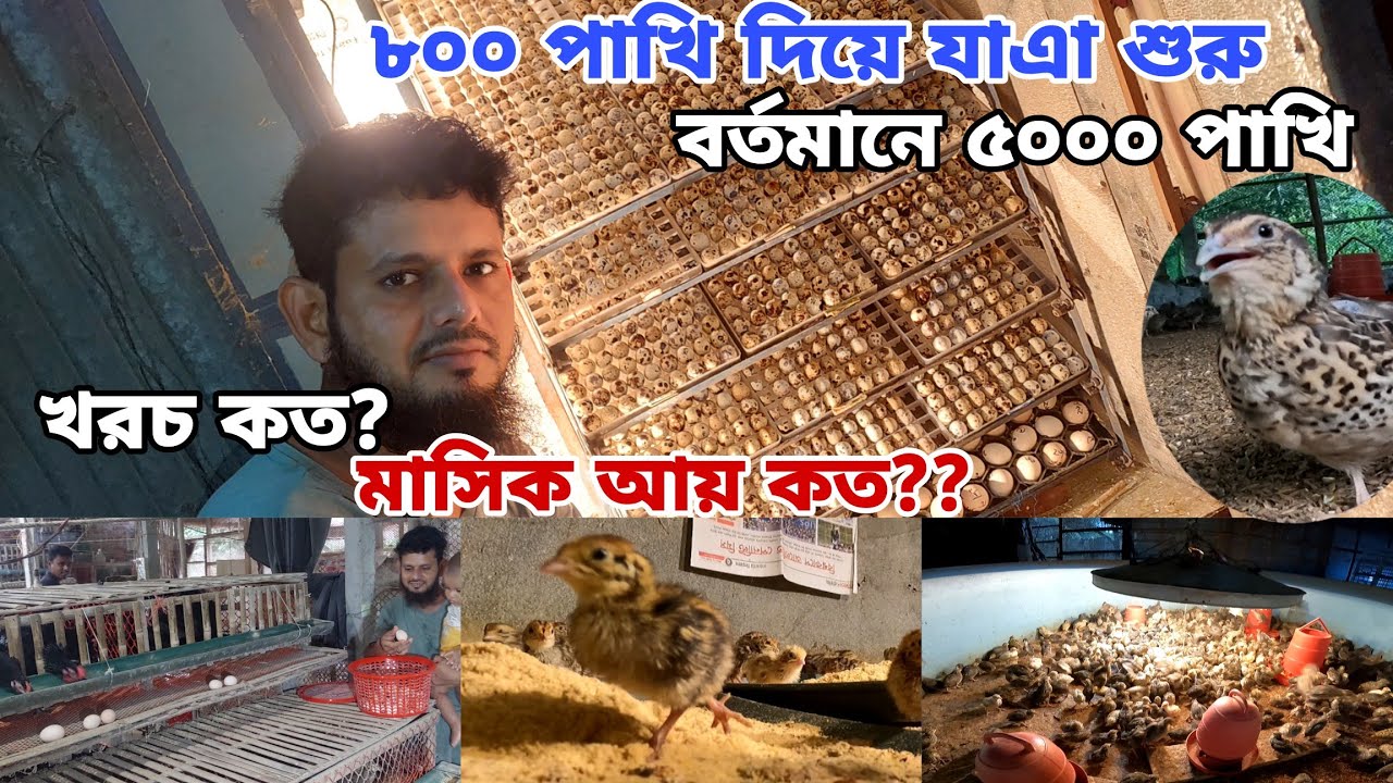 ৮০০ কোয়েল পাখি দিয়ে যাএা হলেও বর্তমানে ৫০০০ পাখি | রংপুরের মিঠুন ভাইয়ের পালন পদ্ধতি | খরচ?  আয়?