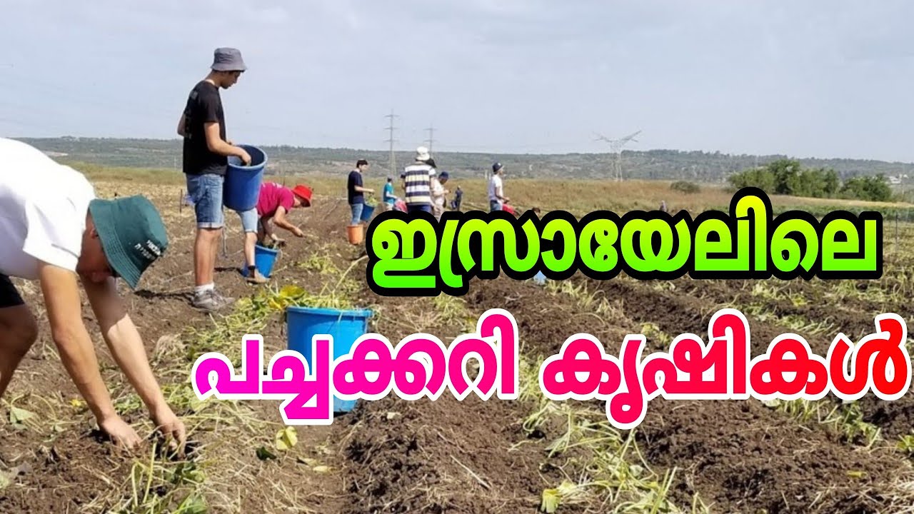 ഇസ്രായേലിലെ പച്ചക്കറി കൃഷി ISRAEL - Advanced farming technologies for the future  vegetable farming