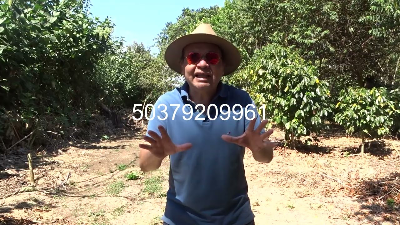 Los precios de café están bajando que vamos a ser para nuestras fincas.