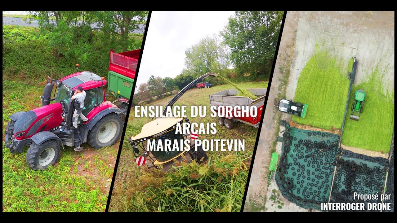 Ensilage du sorgho, &agrave; Ar&ccedil;ais - Marais poitevin