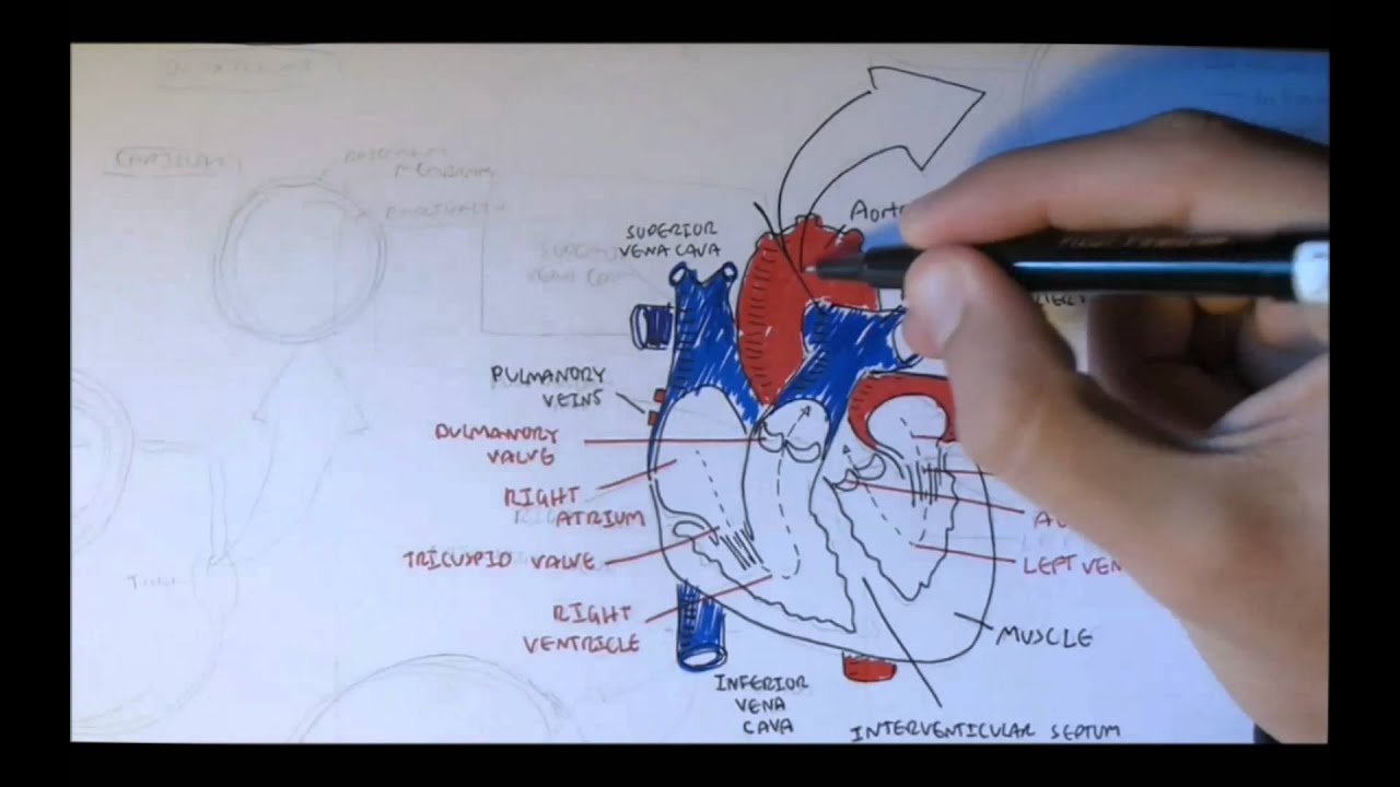 Cardiovascular System Anatomy