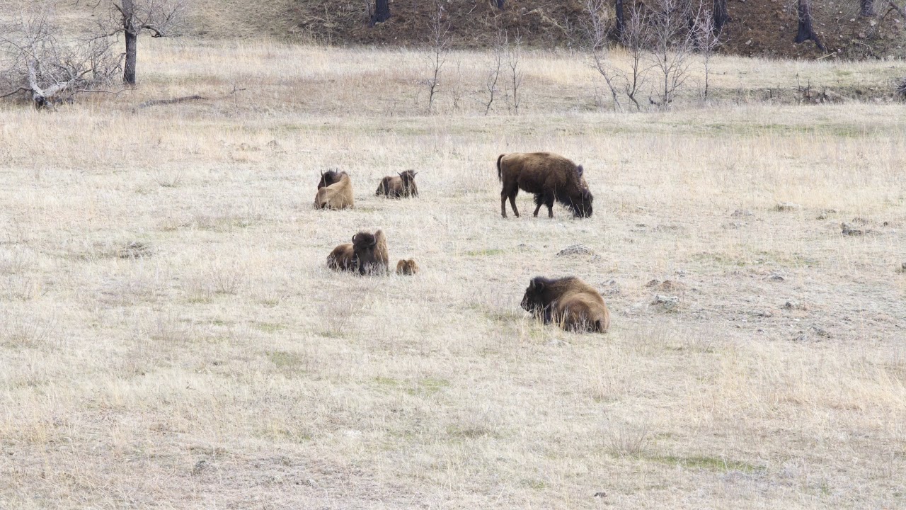 Custer State Park Baby Bison 2019