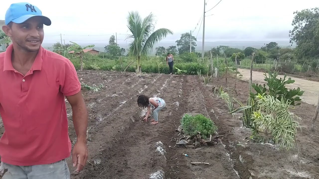 Plantação de milho 