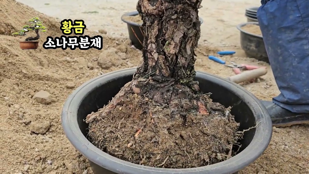 소나무 심기와 가격알기