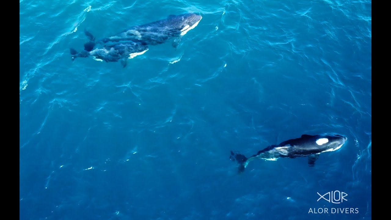 Orcas at Alor Divers