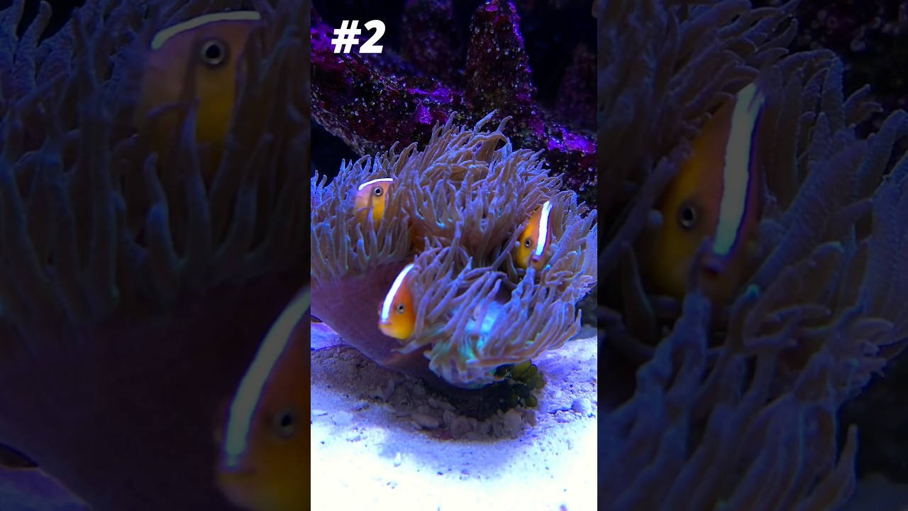 3 Reasons Why Orange Skunk Clownfish Are AWESOME!