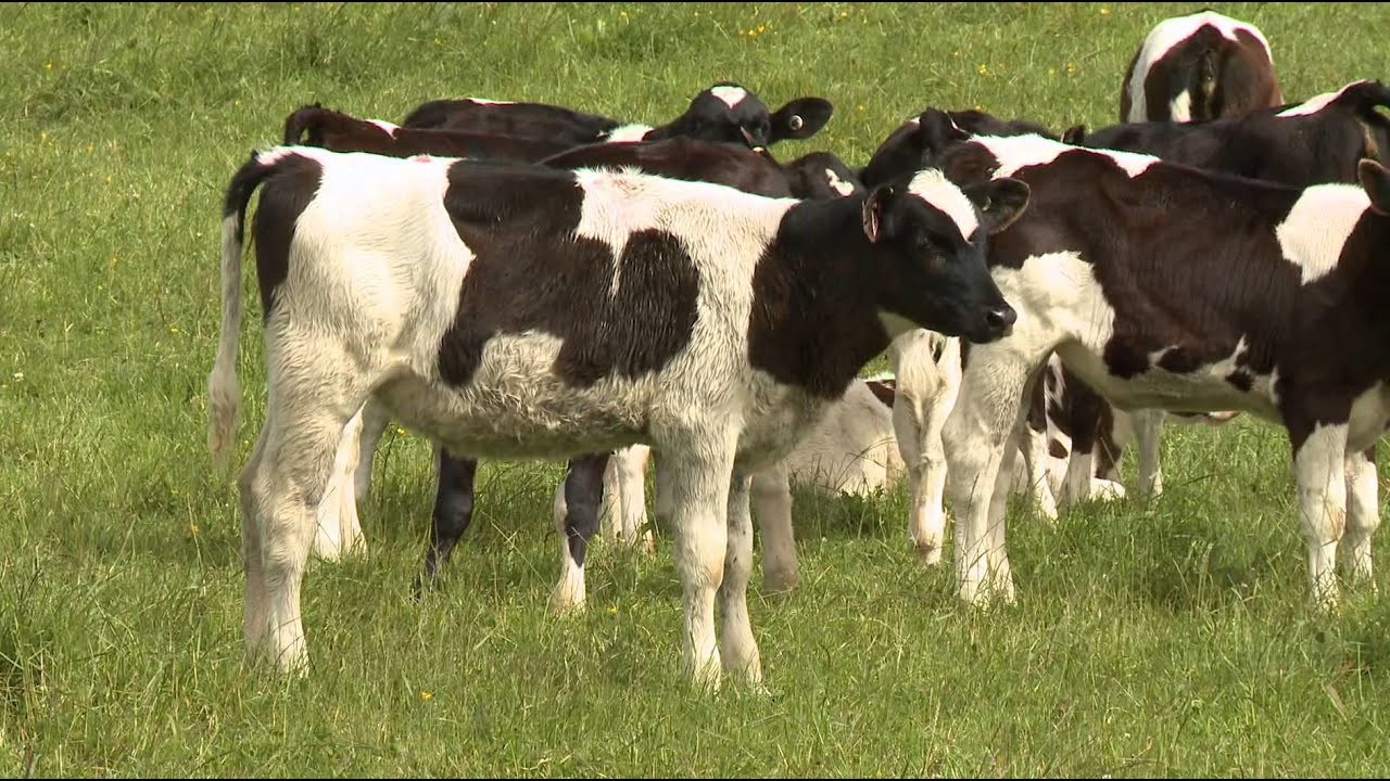 Nutrient, Pasture & Herd Management