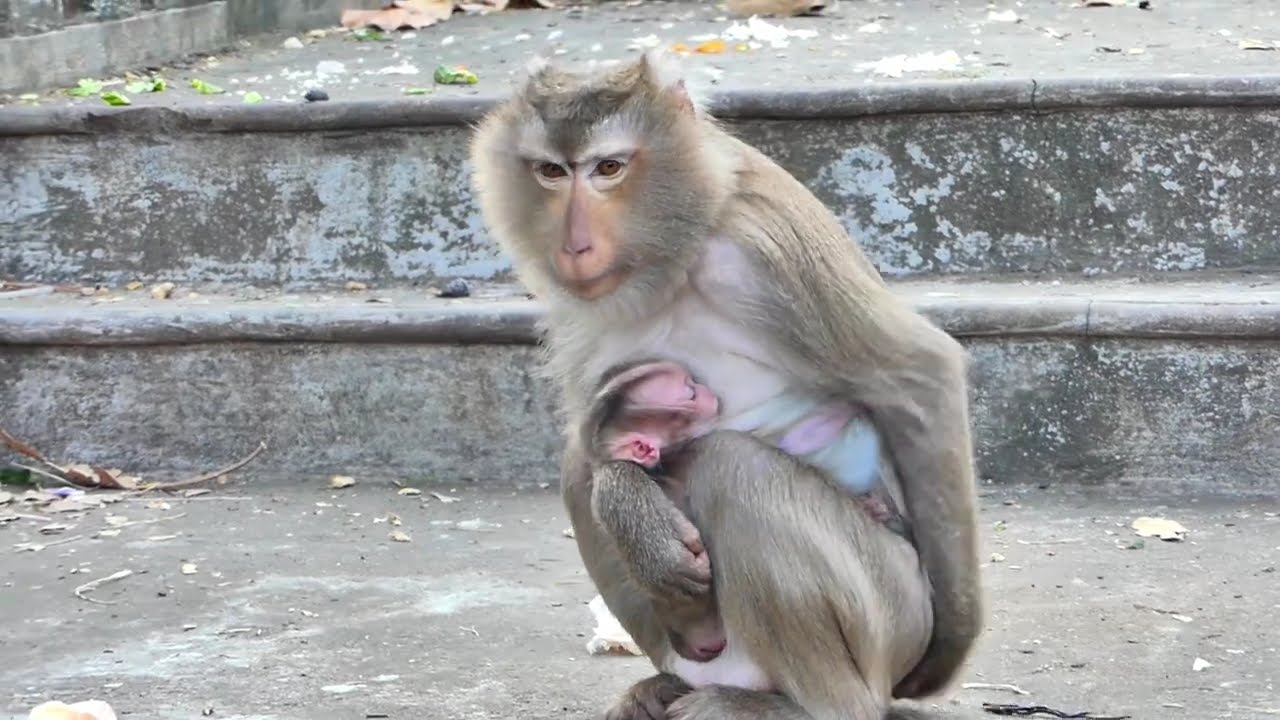 Leo the monkey is adorable.