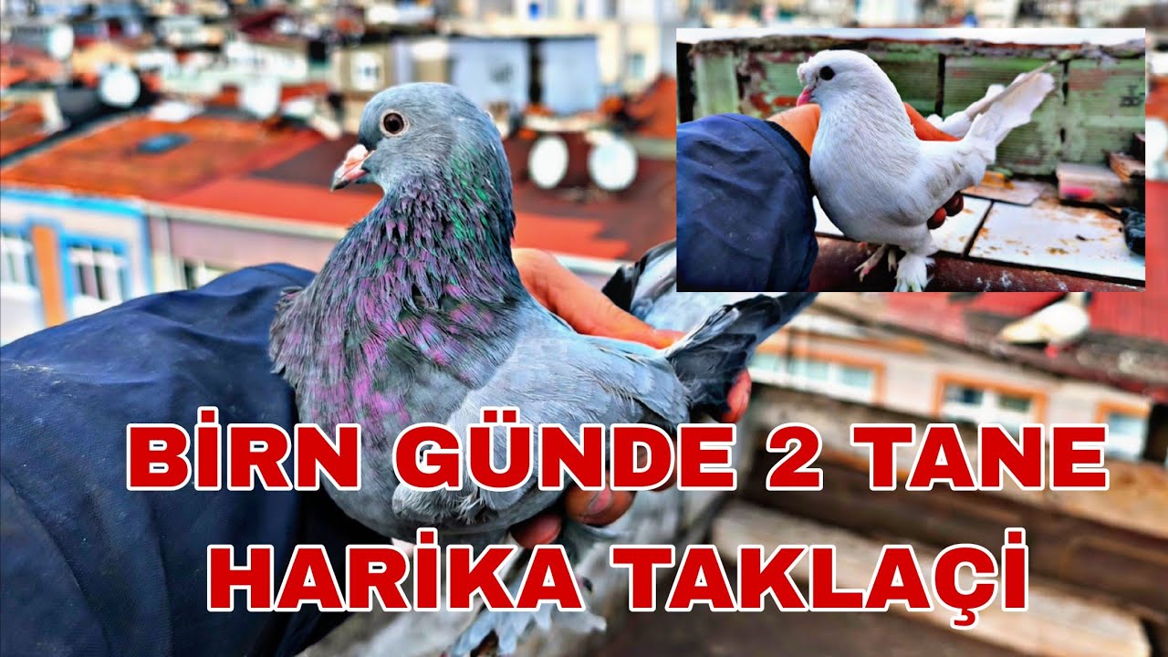 BİR GÜNDE 2 TANE HARİKA TAKLAÇİ KAÇAK YAKALADİM 