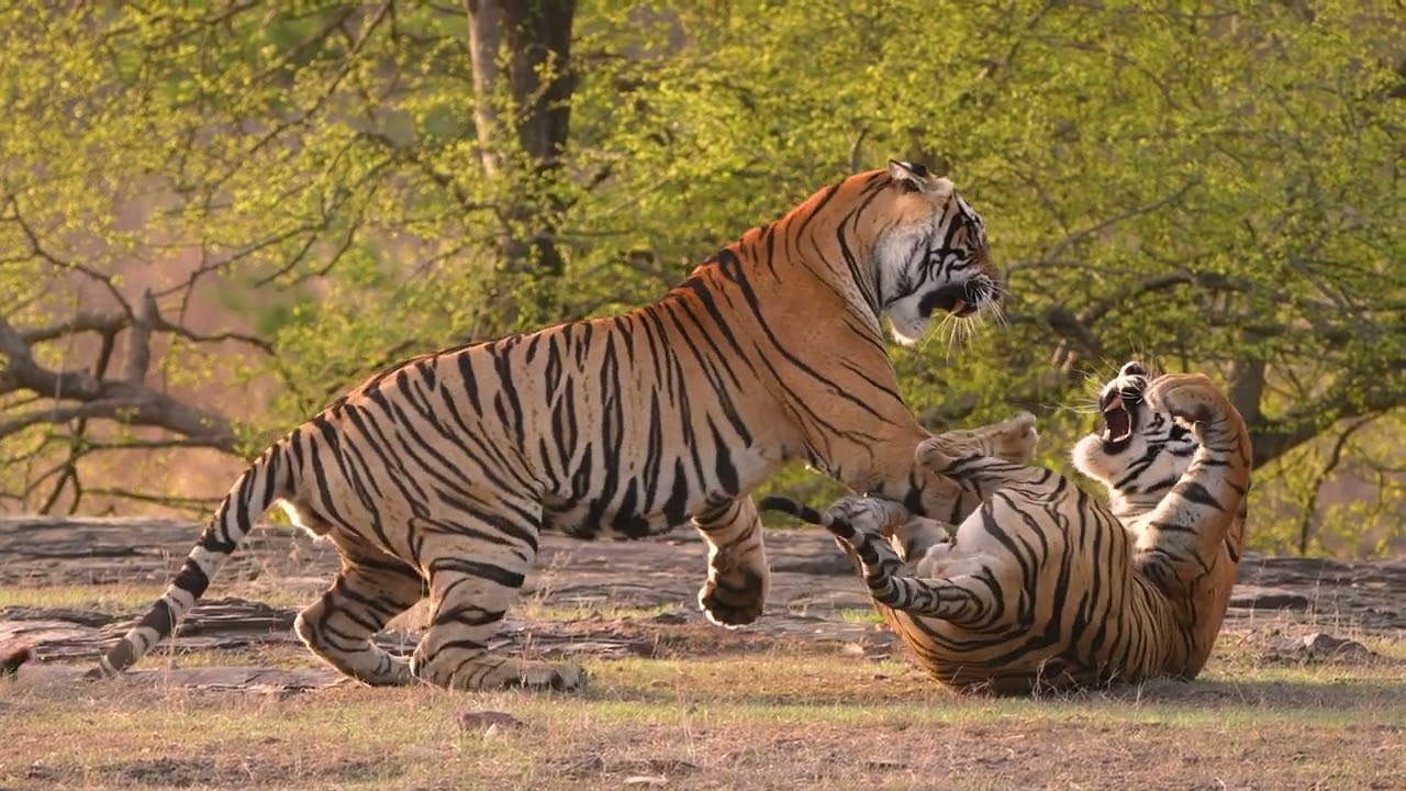Clash of the Kings 🐅🔥 | Two Tigers Fight in the Wild