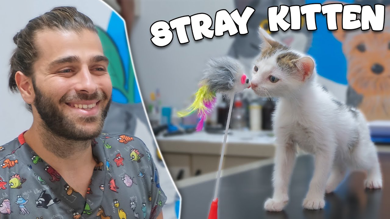 Усыновляем спасённого уличного котёнка! (Мы ищем дом для котёнка!)