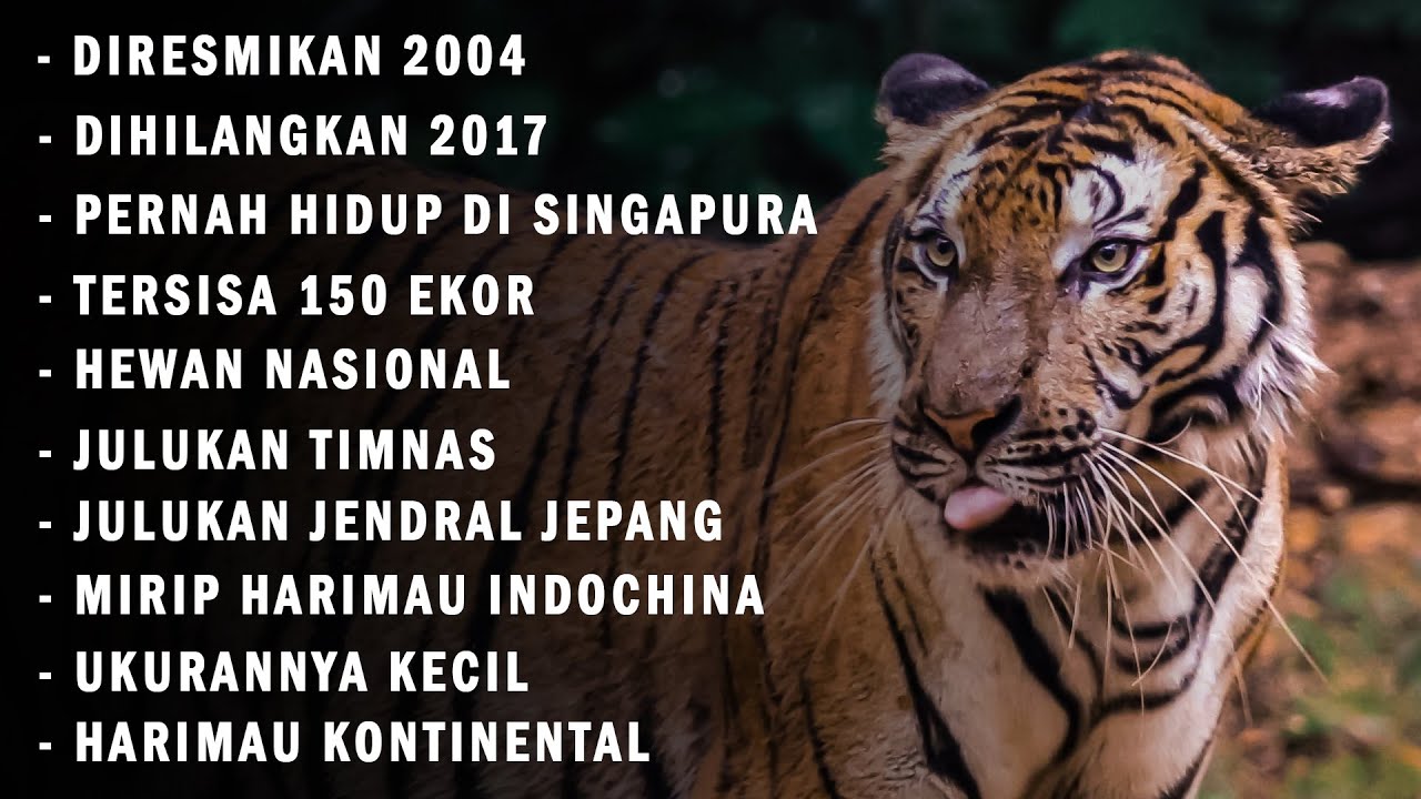 Kupas Tuntas Harimau Malaya