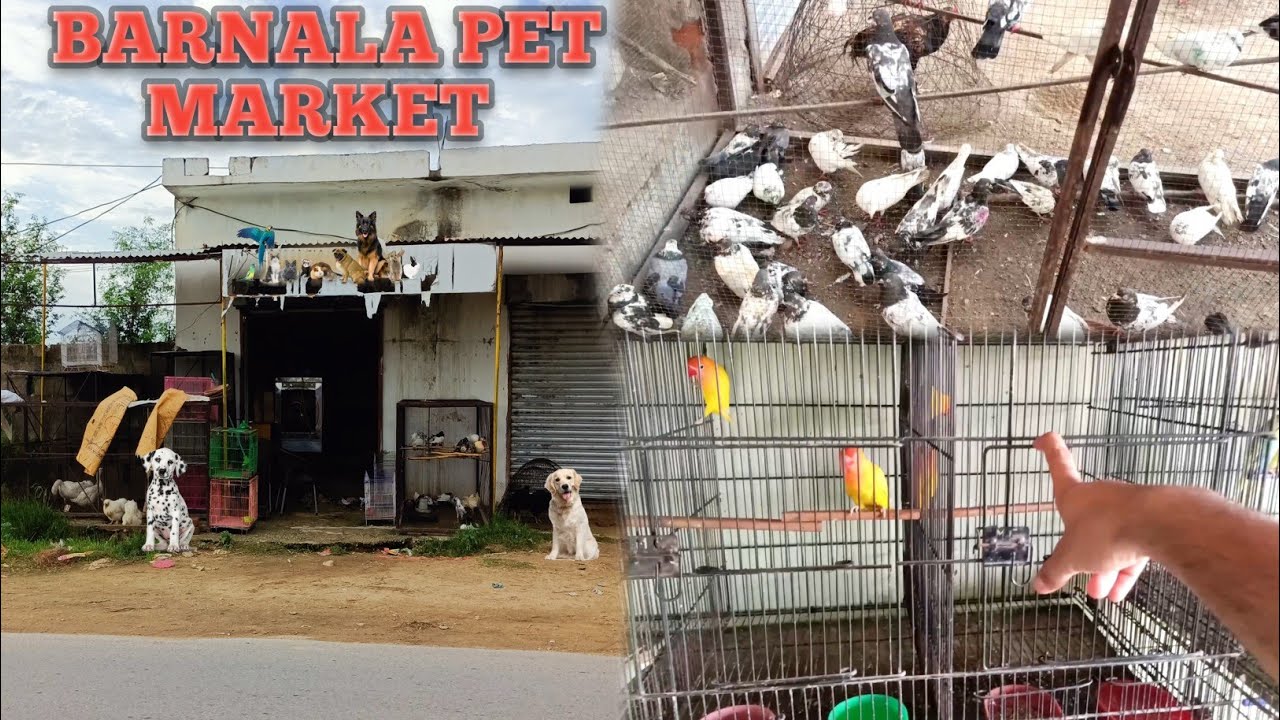 Barnala Pet Market Ka Visit Prices😱|Choti Sweety Chli Gie😰