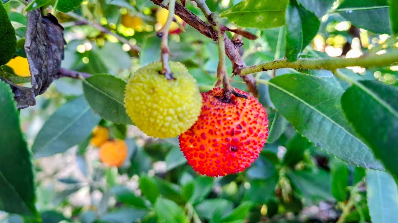 Коллекция сортов земляничного дерева (Arbutus unedo) в Orchard of Flavors
