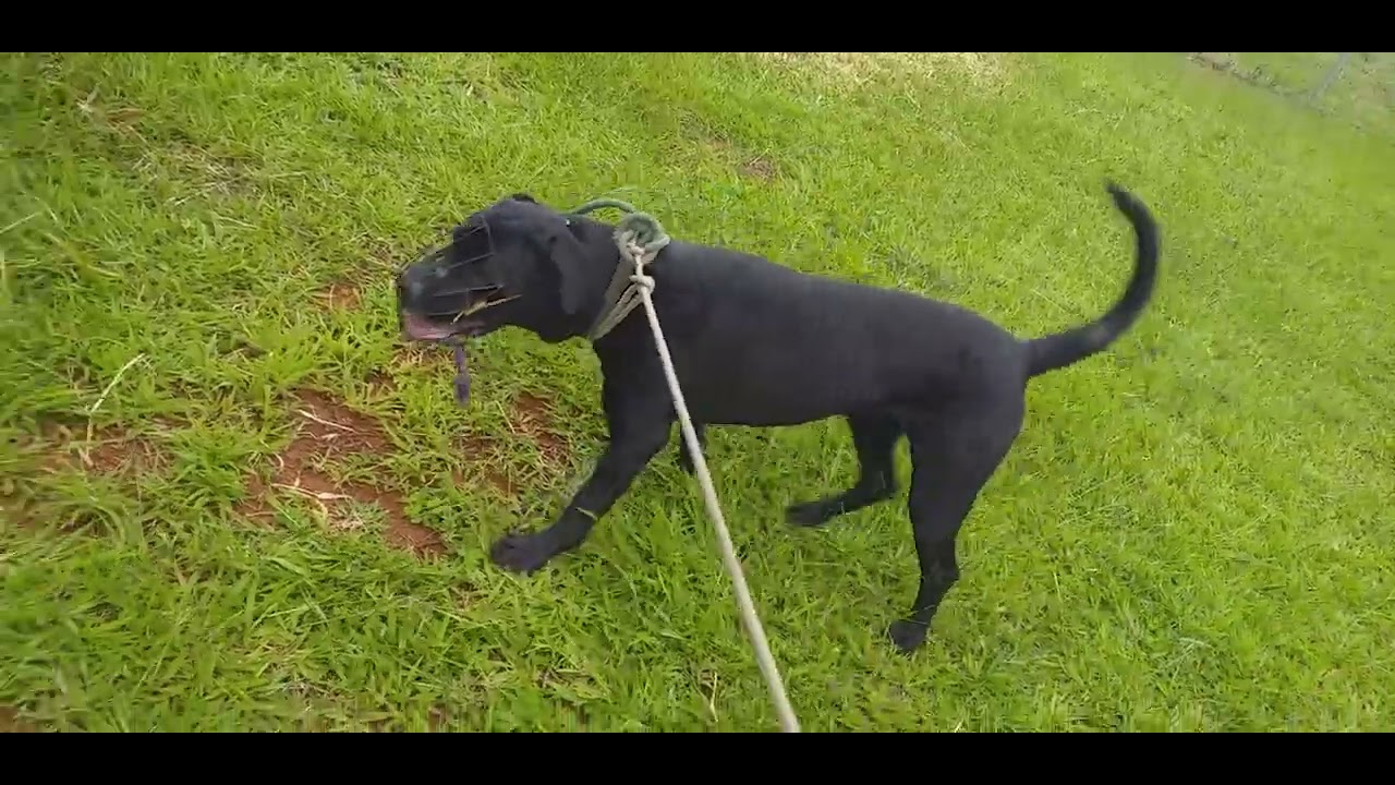 LABRADOR COM DOG ALEMÃO