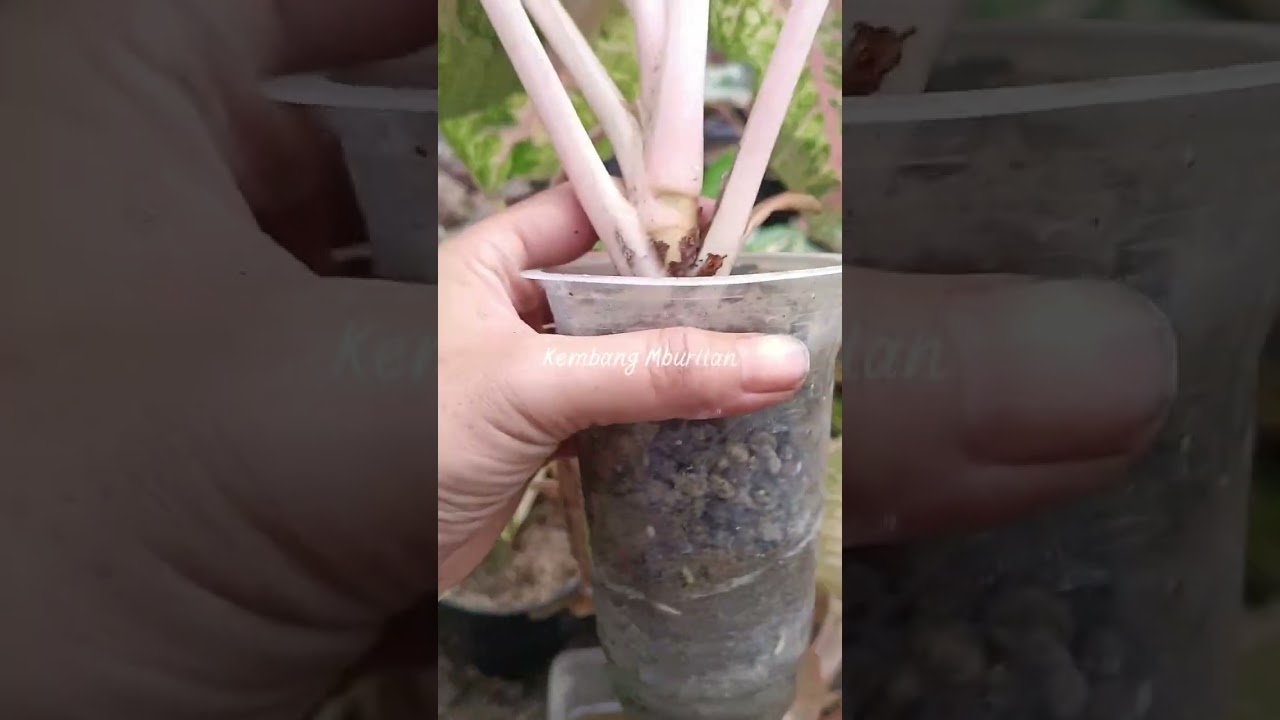 Pasmal dan pasir bangunan sangat bermanfaat