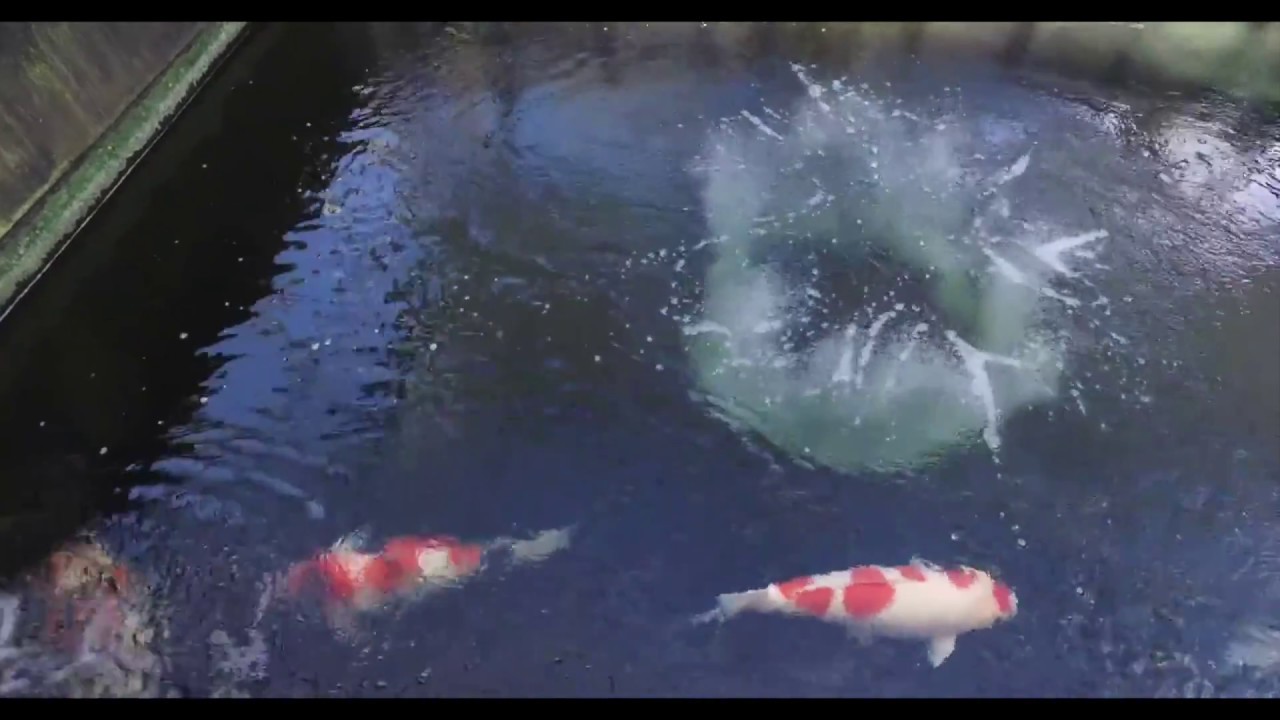 Koi Blog HB  