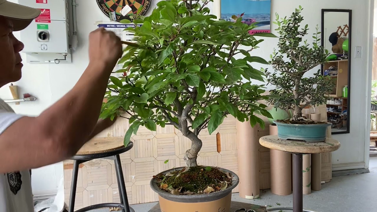 Bonsai A Ginkgo Bonsai Pruning CrabApple Olive Trees #bonsaitree